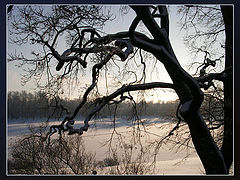 photo "Aesthetics of Branches"