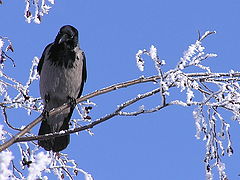 фото "The Crow"