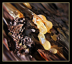 photo "Birth of amber..."