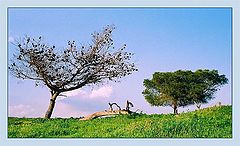 photo "Spring"
