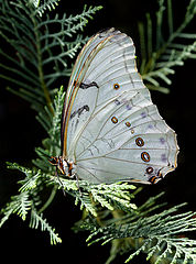 photo "White Morpho Polyphemous"