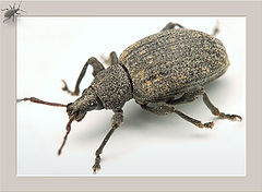 photo "Grey bug - 1"