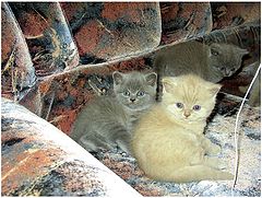 photo "The Brothers."