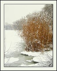 photo "-silent morning-"