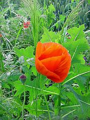 photo "Paints of  field."