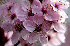 photo "A Hint Of Spring"