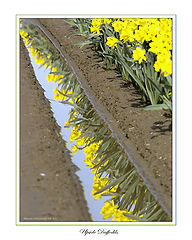 photo "Upside Daffodils"