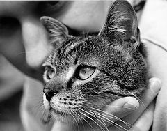 фото "The Look"