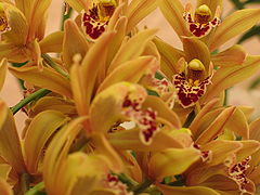 album "Flora"