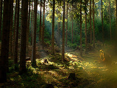 photo "Fantastic Wood"