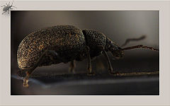 photo "Grey bug - 2"