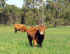 photo "Two cows"