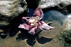photo "The Lonly Flower"