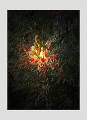 photo "***"