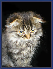 photo "Kitten named Bonnie"