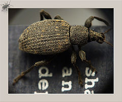 photo "Grey bug - 4"