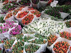 photo "Spring. Tullips. Holland"