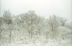 photo "The Beauty of the Last Winter..."