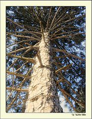 photo "fur-trees - a stick #2/series: Orlovshchina/"