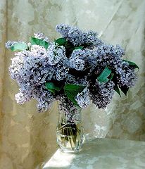 photo "Chinaberry Bouquet"