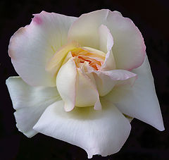 фото ""Petal Pusher""
