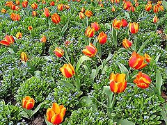 фото "Flowerbed of Tulips"
