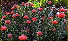 photo "Red Hot Artichokes"