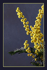 photo "Vernal"