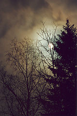 photo "Full moon"