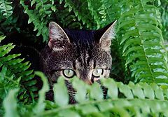 фото "The hunter"