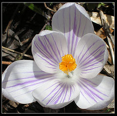 фото "The first flower in spring 2004"