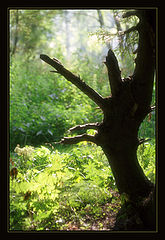 photo "Guard"