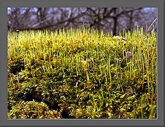 photo "...active awakening..."