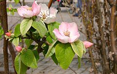 photo "Spring flower"