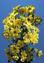 photo "Untitled photo"