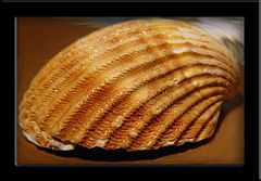 фото "Shell"