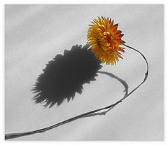 photo "Duet"