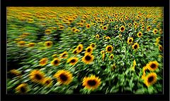 photo "Sunflower"