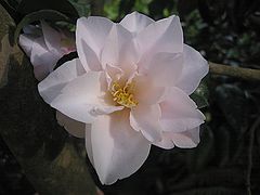 фото "Flower"