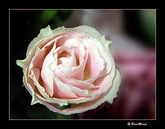photo "Waves of Beauty"