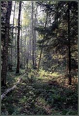 photo "Untitled photo"
