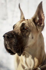 photo "My Bodyguard"
