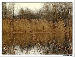 photo "and having concealed breath... #2"