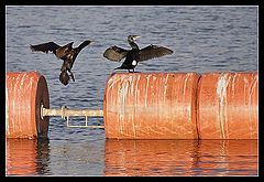 photo "youre not landing here"