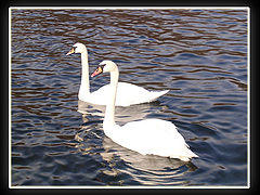 фото "Swan"