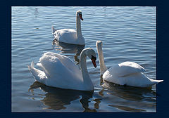 photo "Pas de trois"