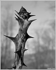 photo "About ominous spirits of a wood"
