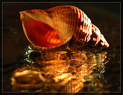 photo "seashell"