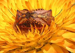 фото "Bug Love"
