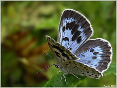 photo "The butterfly - Lycaena arionides"